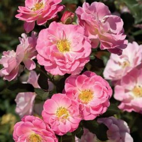 Rose Floribanda Pink Plant - Summer Snow Rose